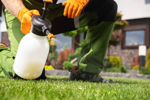 Best Wasp Removal Services  in Haiku Pauwela, HI