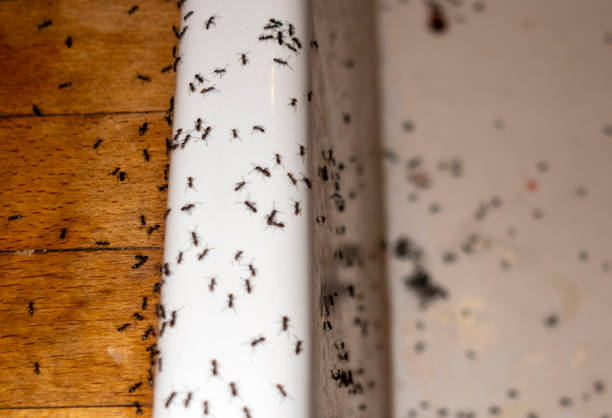 Best Wildlife Control Services  in Haiku Pauwela, HI