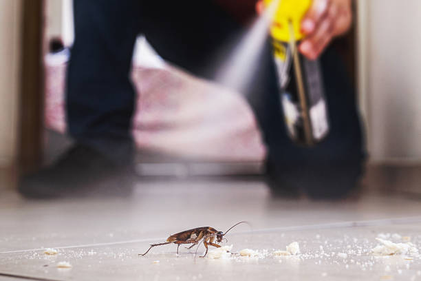 Best Best Pest Control Companies  in Haiku Pauwela, HI